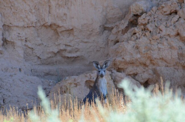 Wildlife at Redbanks