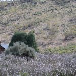 Tourilie Gorge Hut in Caroona Creek Conservation Park