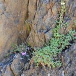 Spring is the best time to see native wild flowers in the Tourilie Gorge