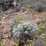 Spring is the best time to see native wild flowers in the Tourilie Gorge
