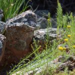 Spring is the best time to see native wild flowers in the Tourilie Gorge