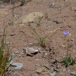 Spring is the best time to see native wild flowers in the Tourilie Gorge