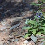 Spring is the best time to see native wild flowers in the Tourilie Gorge