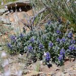 Spring is the best time to see native wild flowers in the Tourilie Gorge