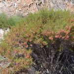 Spring is the best time to see native wild flowers in the Tourilie Gorge