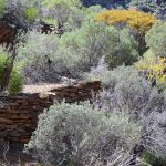 Spring is the best time to see native wild flowers in the Tourilie Gorge