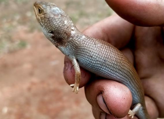 Pygmy Blue Tongue Lizard