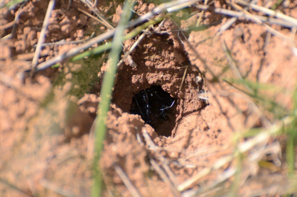 spider burrow at Teliqua Reserve